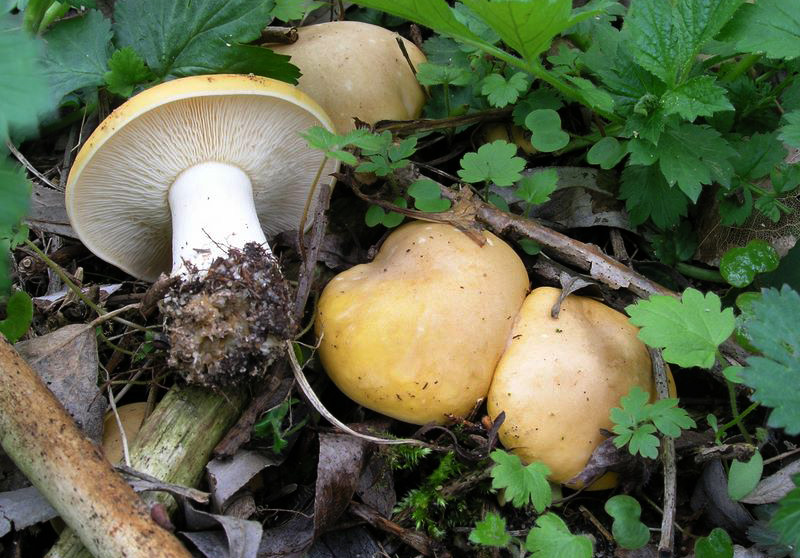 Calocybe gambosa